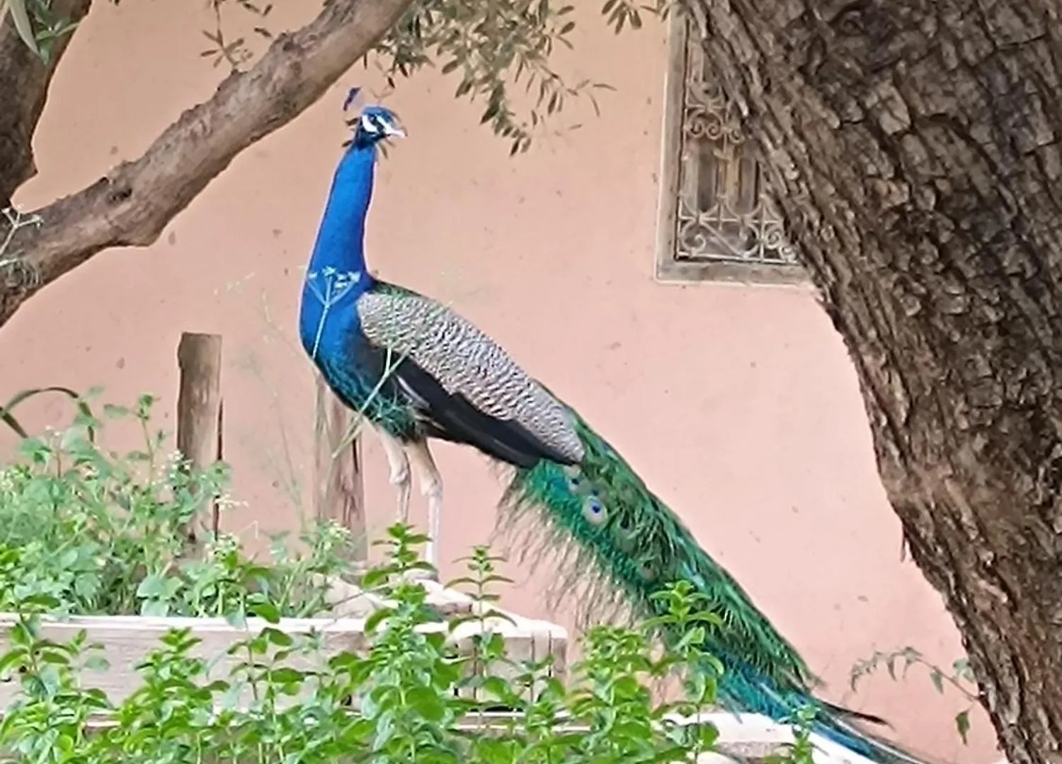 Bed & Breakfast Jardin Sakina - Chambre D'Hotes Oulad Moumene